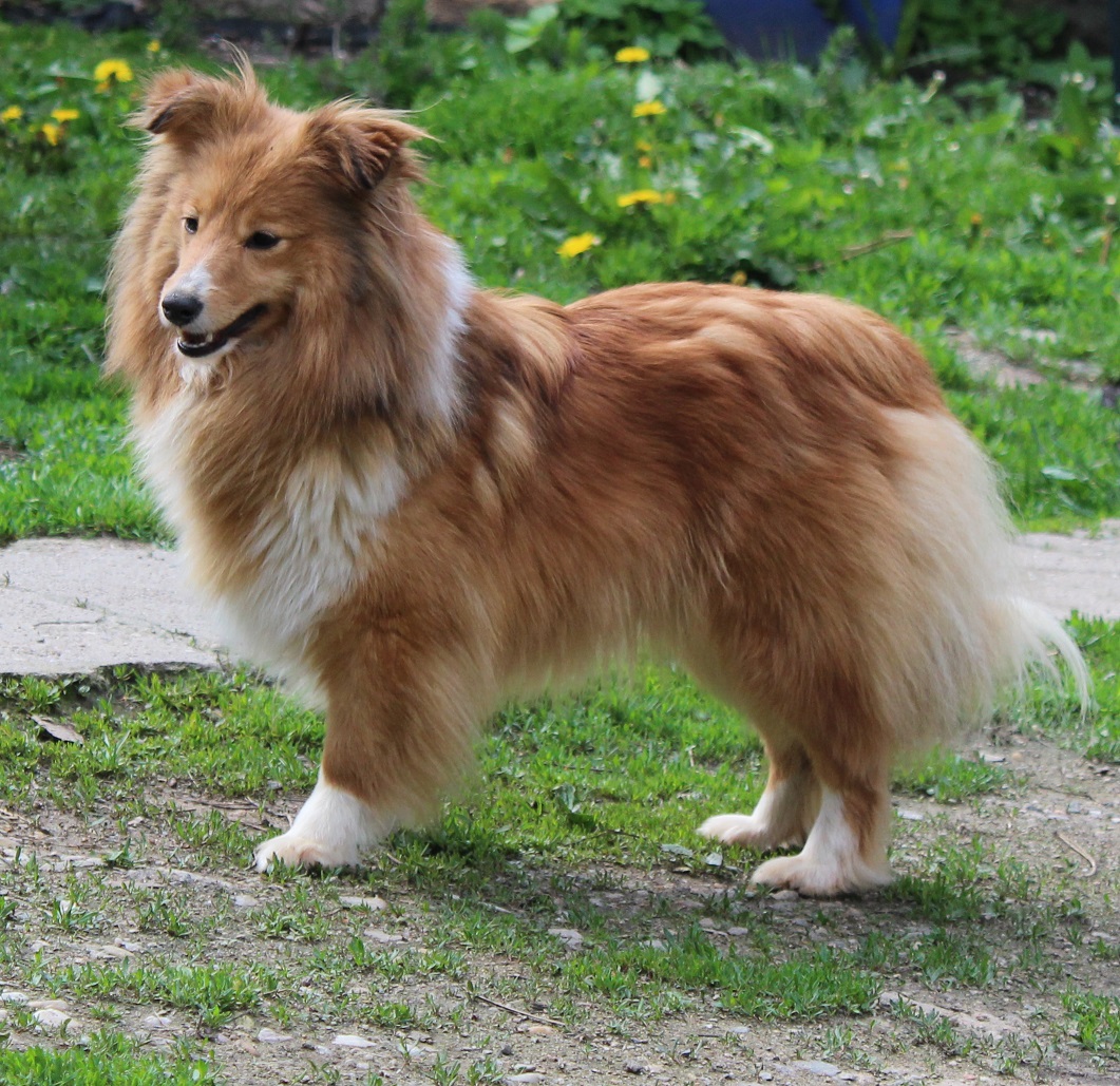 Hedvika Gold Modrý Dukát